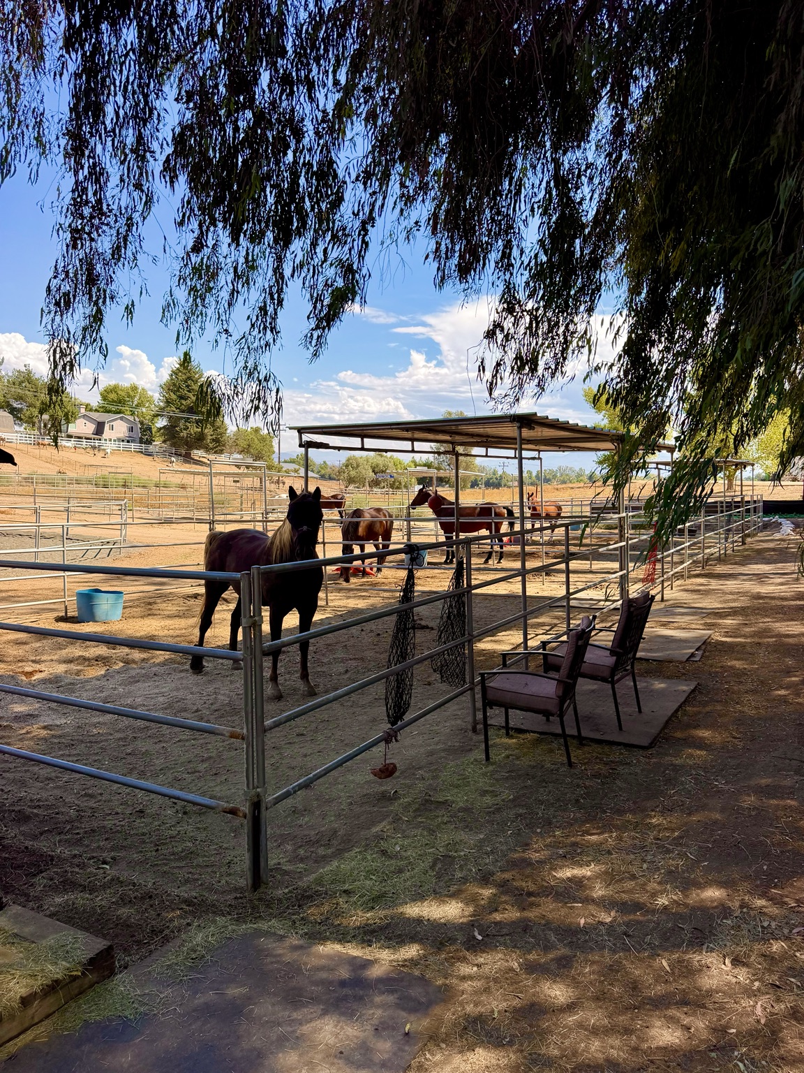 Horses in sheltered outdoor stalls beside a shaded seating area at Silver Star Ranch