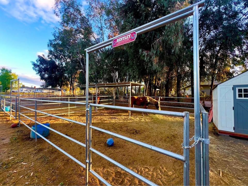 Horse in an outdoor stall beside a private storage shed