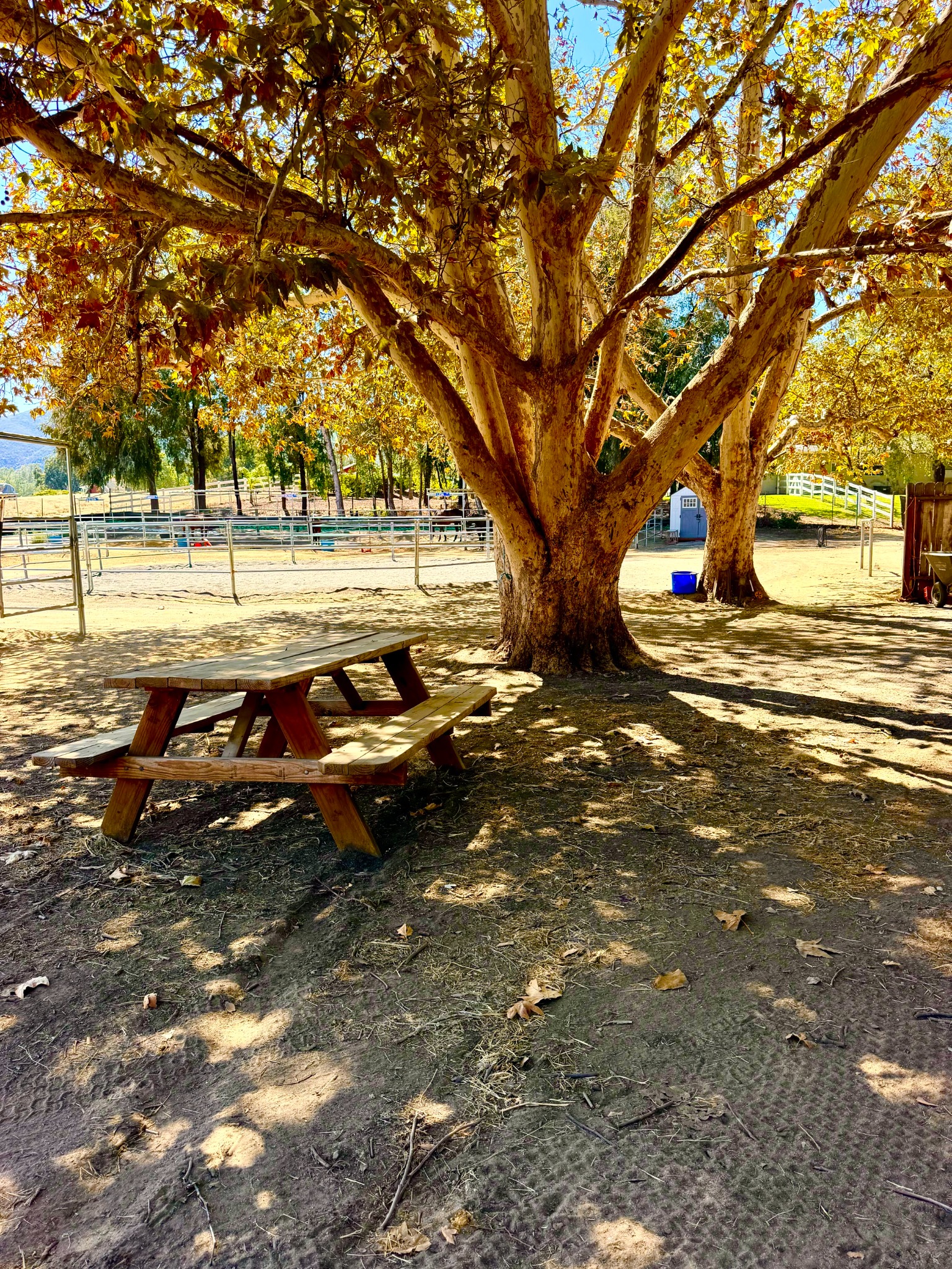 Picnic table beneath a large shady tree