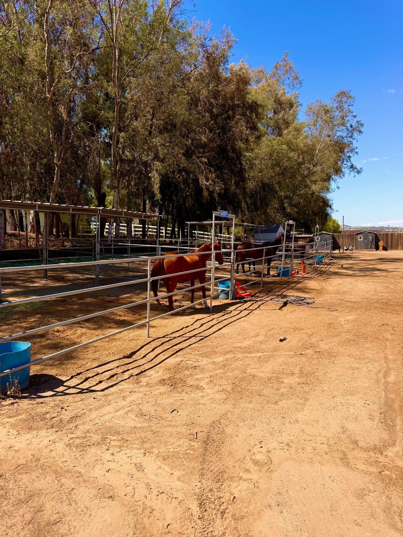 Horses in spacious sheltered stalls beside the tree-lined ranch lane