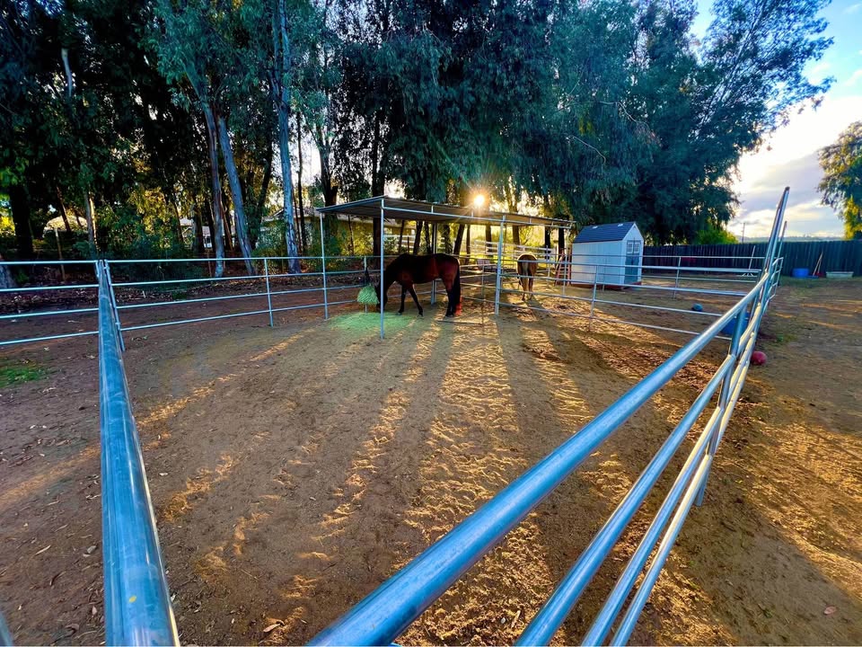 Horse in a sheltered outdoor stall with sunlight through the trees